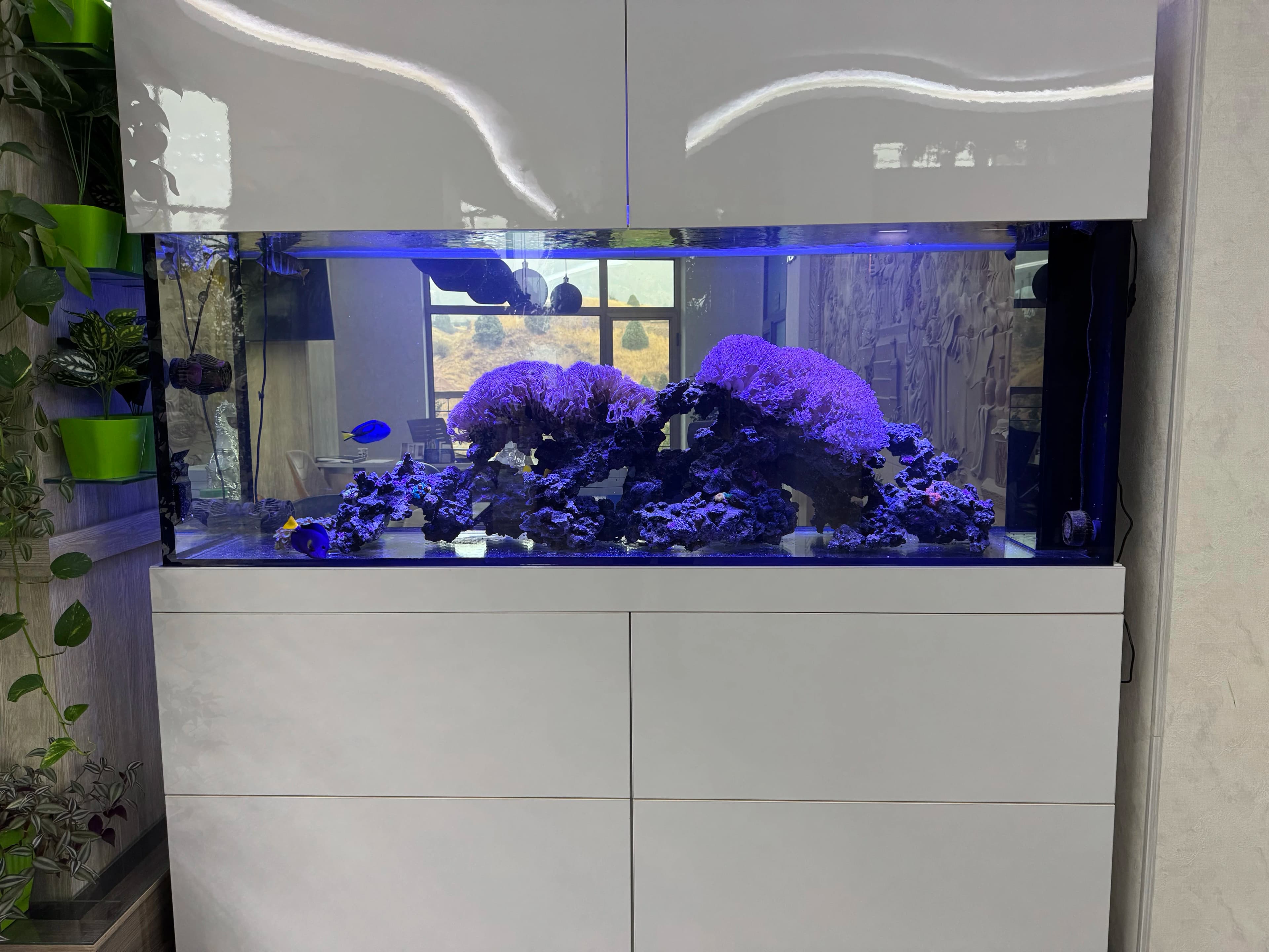 Zamonaviy va uslubli dengiz akvariumi, tibbiy maskan uchun qulay muhit yaratadi